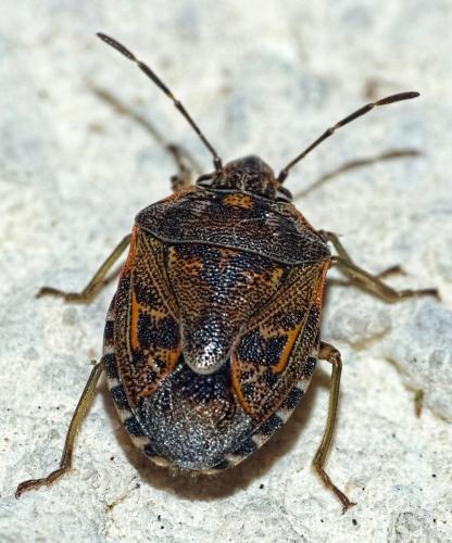 Réf. 320 077 : Holcogaster fibulata